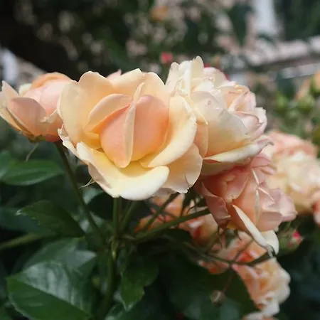 民宿 Pod Orzechem W Zaniemyslu *