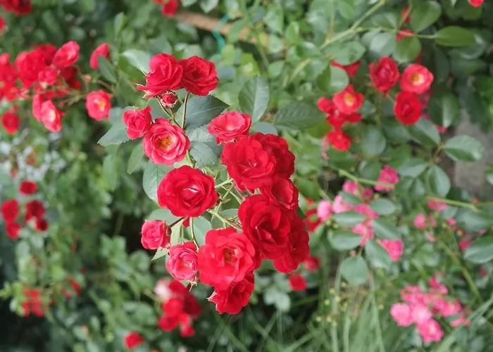 Pod Orzechem W Zaniemyslu Homestay Zaniemysl