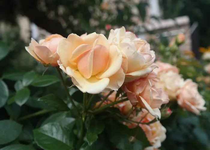 Accommodatie bij particulieren Pod Orzechem W Zaniemyslu *